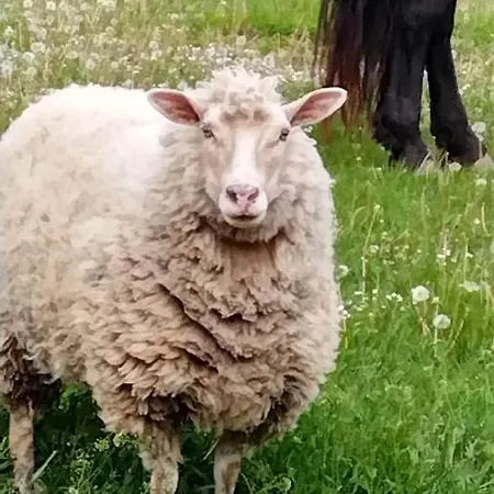 Harmat Porta * Galambok