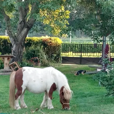 Harmat Porta * Galambok