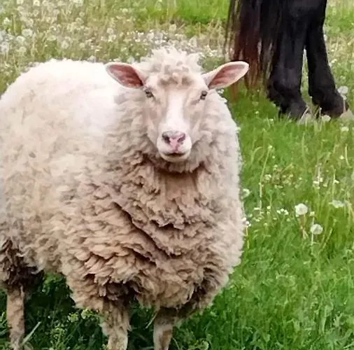 Harmat Porta * Galambok