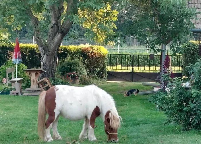 Harmat Porta * Galambok